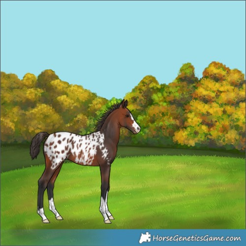 Horse Color:Bay Appaloosa 