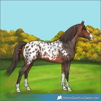 Horse Color:Bay Appaloosa 