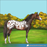 Horse Color:Bay Appaloosa