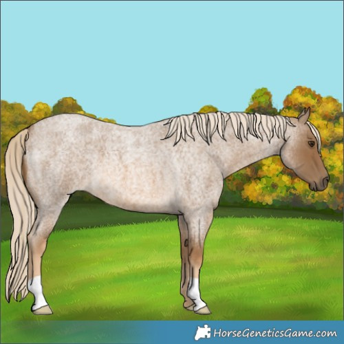 Horse Color:Chocolate Palomino Roan 