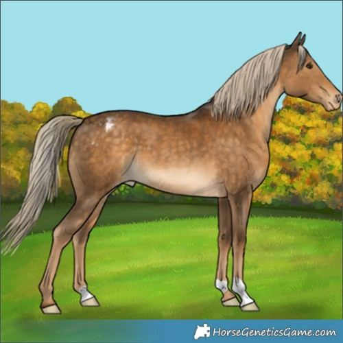Horse Color:Chocolate Palomino Appaloosa
