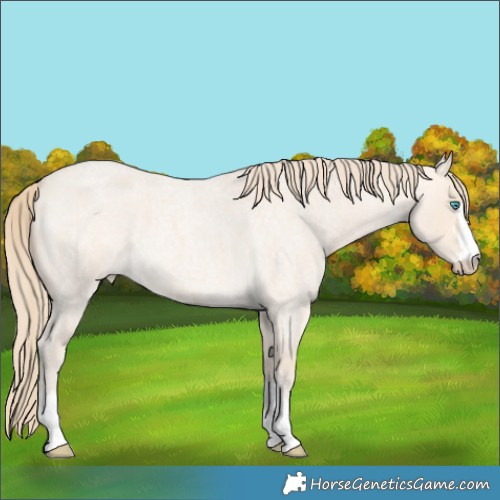 Horse Color:Perlino Roan 