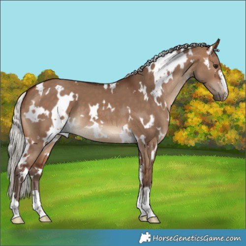 Horse Color:White Spotted Silver Bay Dun 