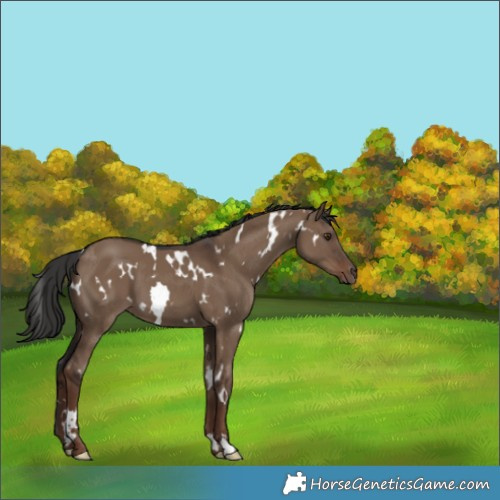 Horse Color:White Spotted Liver Red Dun 