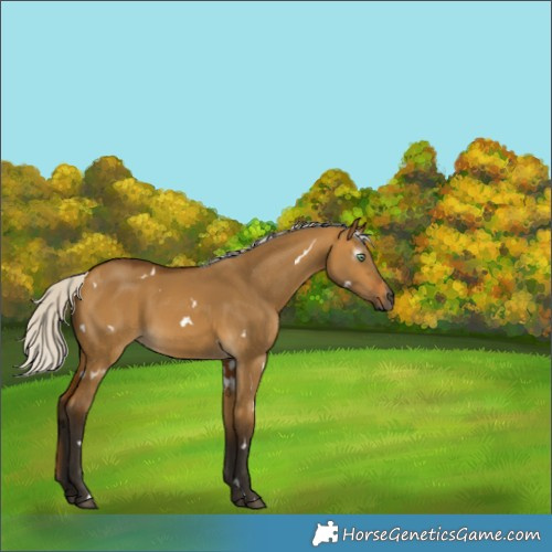 Horse Color:Gray White Spotted Silver Buckskin Dun Rabicano