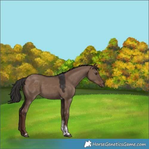 Horse Color:Liver Red Dun Tobiano