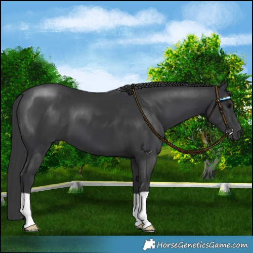 Horse Color:Black 