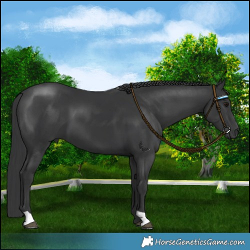 Horse Color:Black 