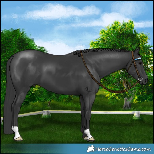 Horse Color:Black 