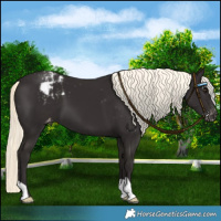 Horse Color:Liver Chestnut Mushroom Varnish