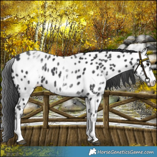 Horse Color:White Spotted Black Appaloosa 