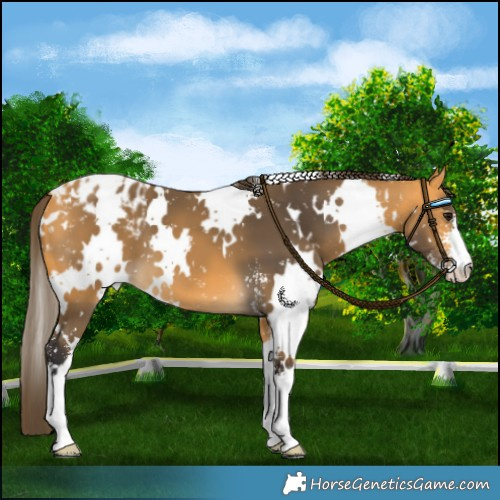 Horse Color:White Spotted Buckskin Sabino Blanket 