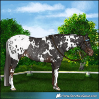 Horse Color:White Spotted Liver Chestnut Snowflake Varnish Rabicano 