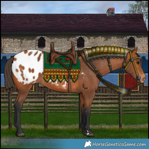 Horse Color:Bay Appaloosa 