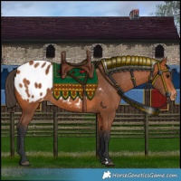 Horse Color:Bay Blanket