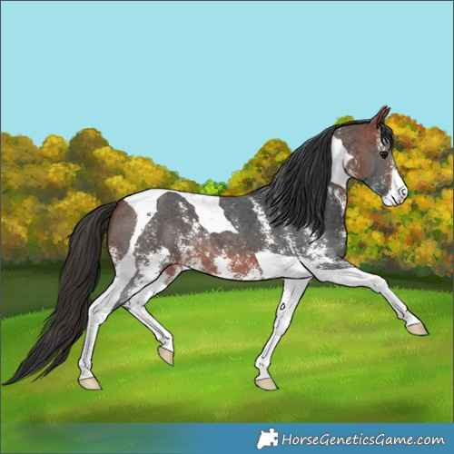 Horse Color:Bay Sabino Tobiano