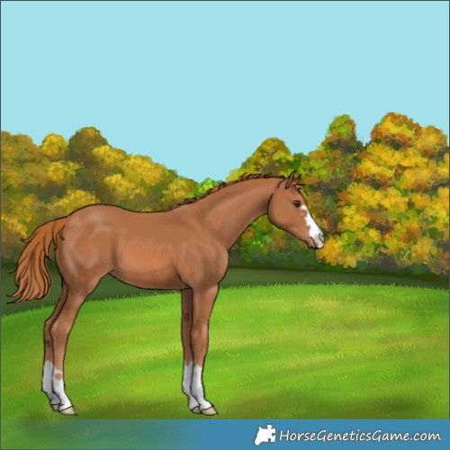 Horse Color:Chestnut 