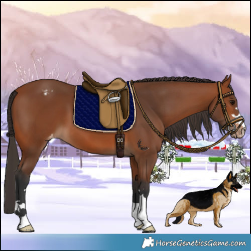 Horse Color:Bay Appaloosa
