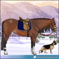 Horse Color:Bay Appaloosa