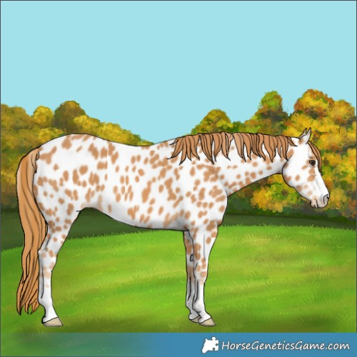 Horse Color:Chestnut Appaloosa 