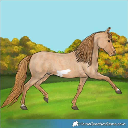 Horse Color:Red Roan Frame Rabicano 