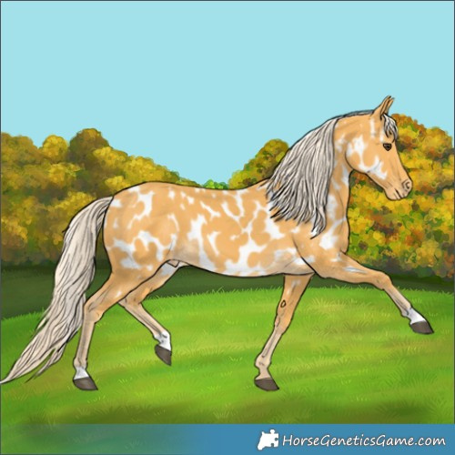 Horse Color:Palomino Appaloosa 