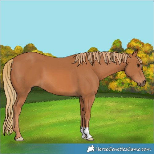 Horse Color:Chestnut 