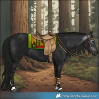 Horse Color:Gray Black 