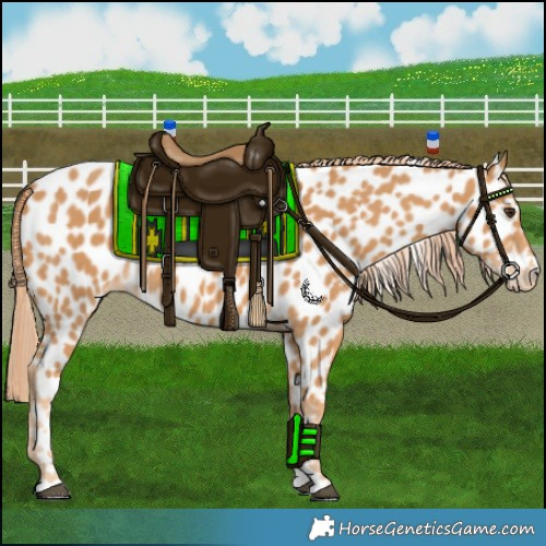 Horse Color:Chestnut Appaloosa 