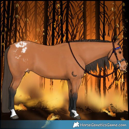 Horse Color:Bay Appaloosa 