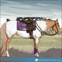 Horse Color:Chestnut Appaloosa 