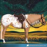 Horse Color:Chestnut Appaloosa
