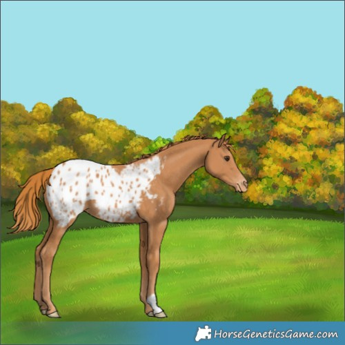 Horse Color:Chestnut Appaloosa