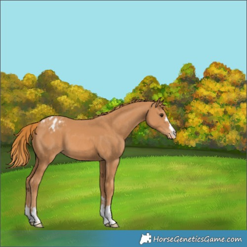 Horse Color:Chestnut Appaloosa 