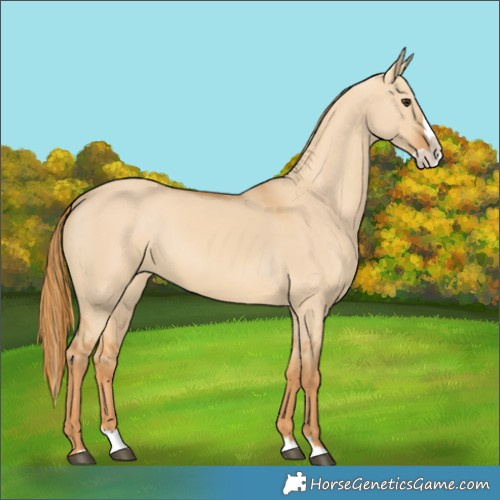 Horse Color:Unknown 