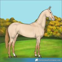 Horse Color:Red Dun Splash