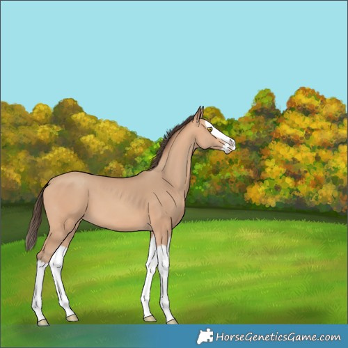 Horse Color:Amber Champagne Splash 