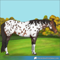 Horse Color:Brown Tobiano Appaloosa