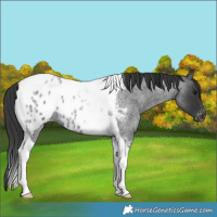 Horse Color:Blue Roan Tobiano Near Leopard
