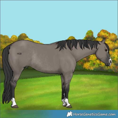 Horse Color:Grullo Rabicano 