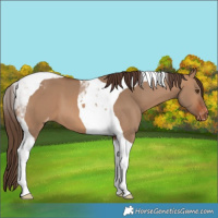 Horse Color:Bay Dun Tobiano Varnish
