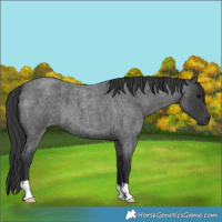 Horse Color:Blue Roan 