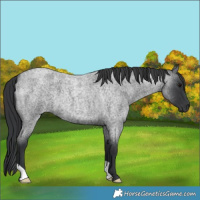 Horse Color:Blue Roan 