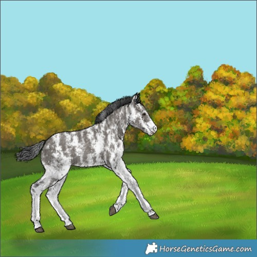 Horse Color:Grullo Sabino Rabicano