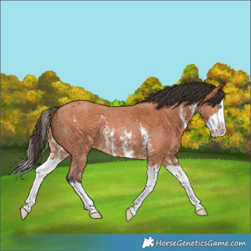Horse Color:Bay Sabino Splash Rabicano 