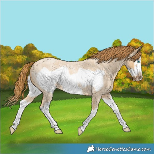 Horse Color:Red Dun Roan Splash Frame Rabicano 