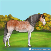 Horse Color:White Spotted Bay Splash and White Spotted Bay Splash