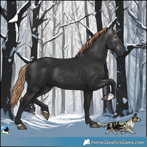 Horse Color:Gray Liver Chestnut Rabicano