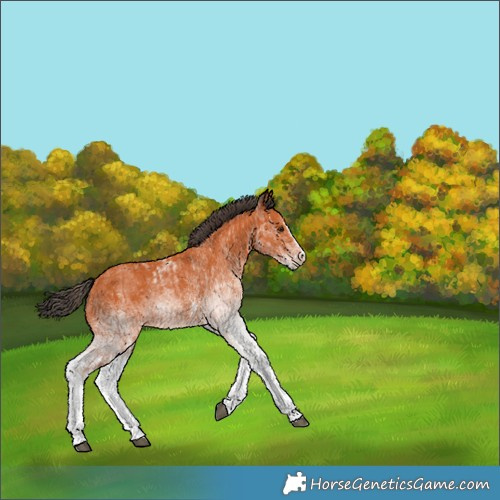 Horse Color:White Spotted Bay Splash and White Spotted Bay Splash