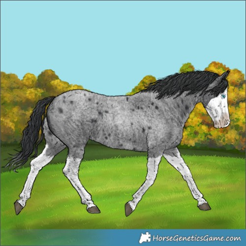 Horse Color:Blue Roan Splash